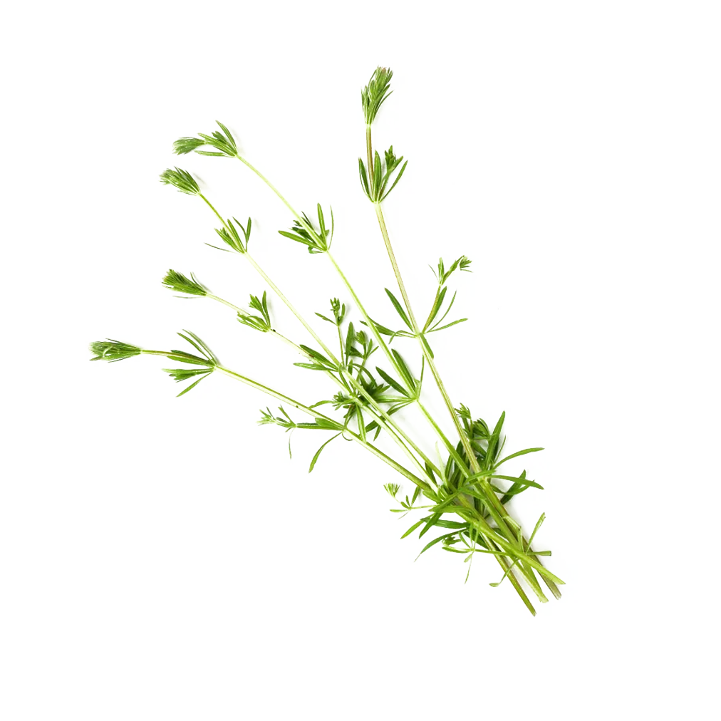 Cleavers Aerial Parts